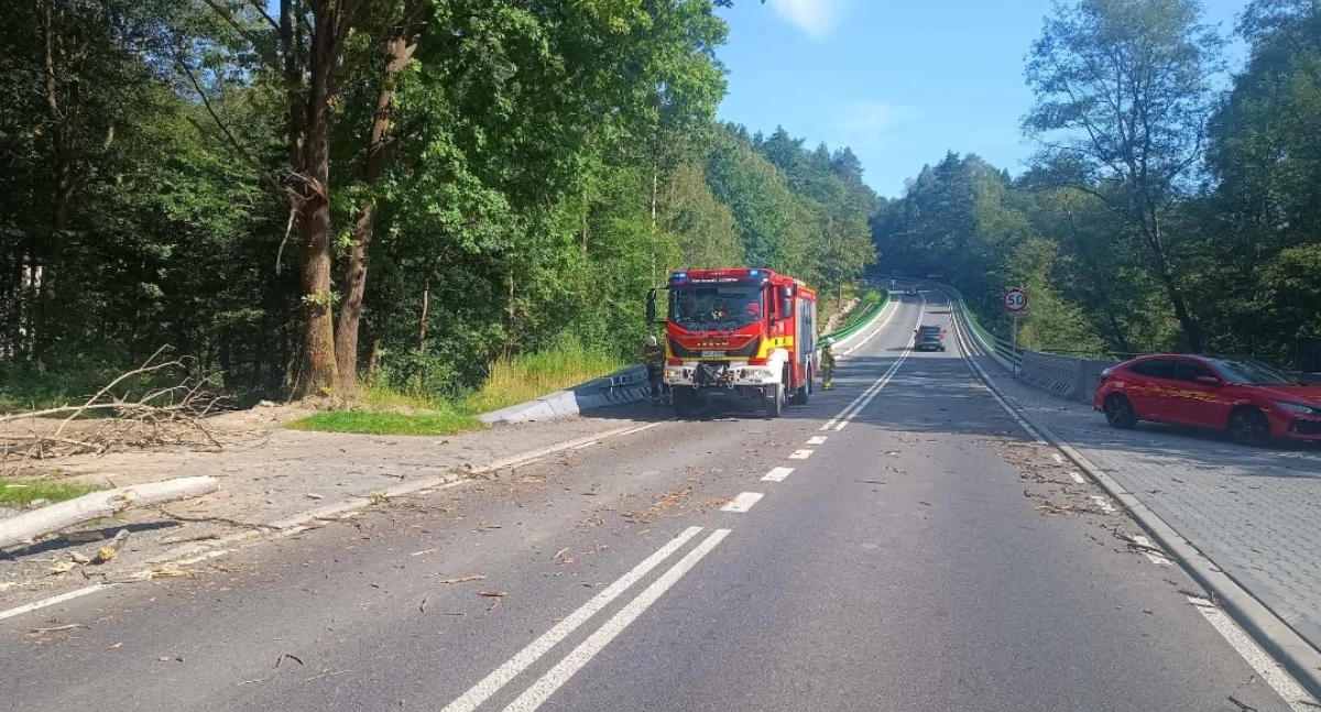 Z remizy, Strażacy Oczków usuwają powalone drzewo DW948 Wilczym Jarze - zdjęcie, fotografia