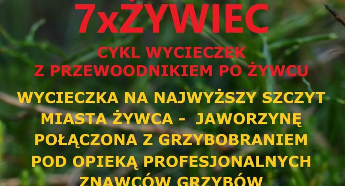 Nasze sprawy, Wycieczka Jaworzynę grzybobranie ramach cyklu Żywiec - zdjęcie, fotografia
