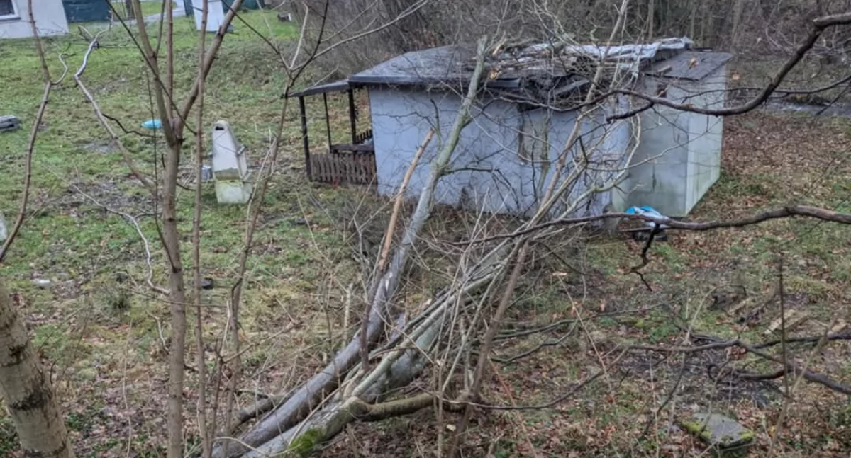 Z remizy, Powalone drzewo uszkodziło budynek Międzybrodziu Bialskim - zdjęcie, fotografia