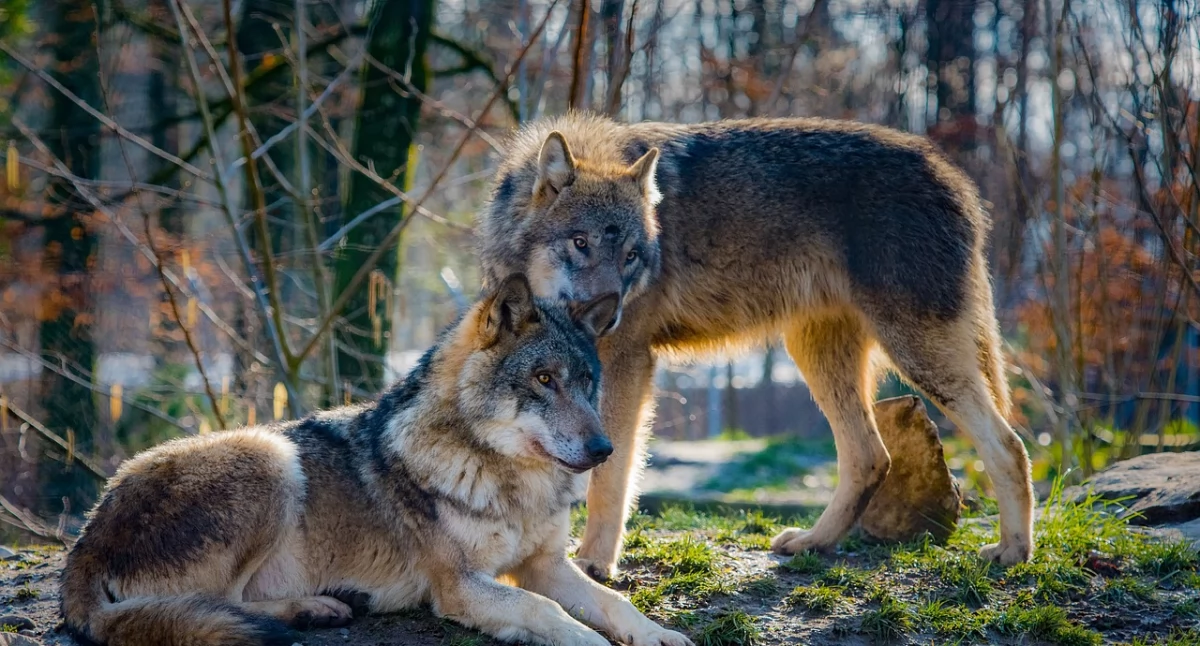 Nasze sprawy, Wilki polskich lasach zagrożenie niezbędny element ekosystemu - zdjęcie, fotografia
