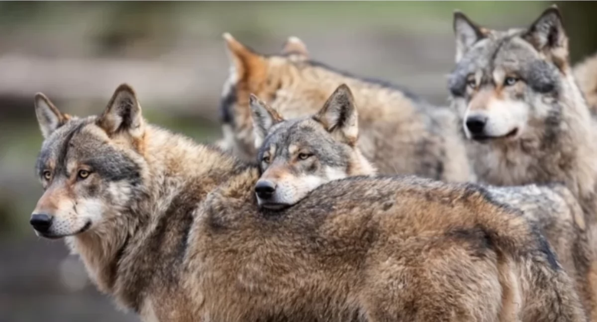 Nasze sprawy, Gmina Rajcza ułatwia zgłaszanie obecności wilków procedury - zdjęcie, fotografia