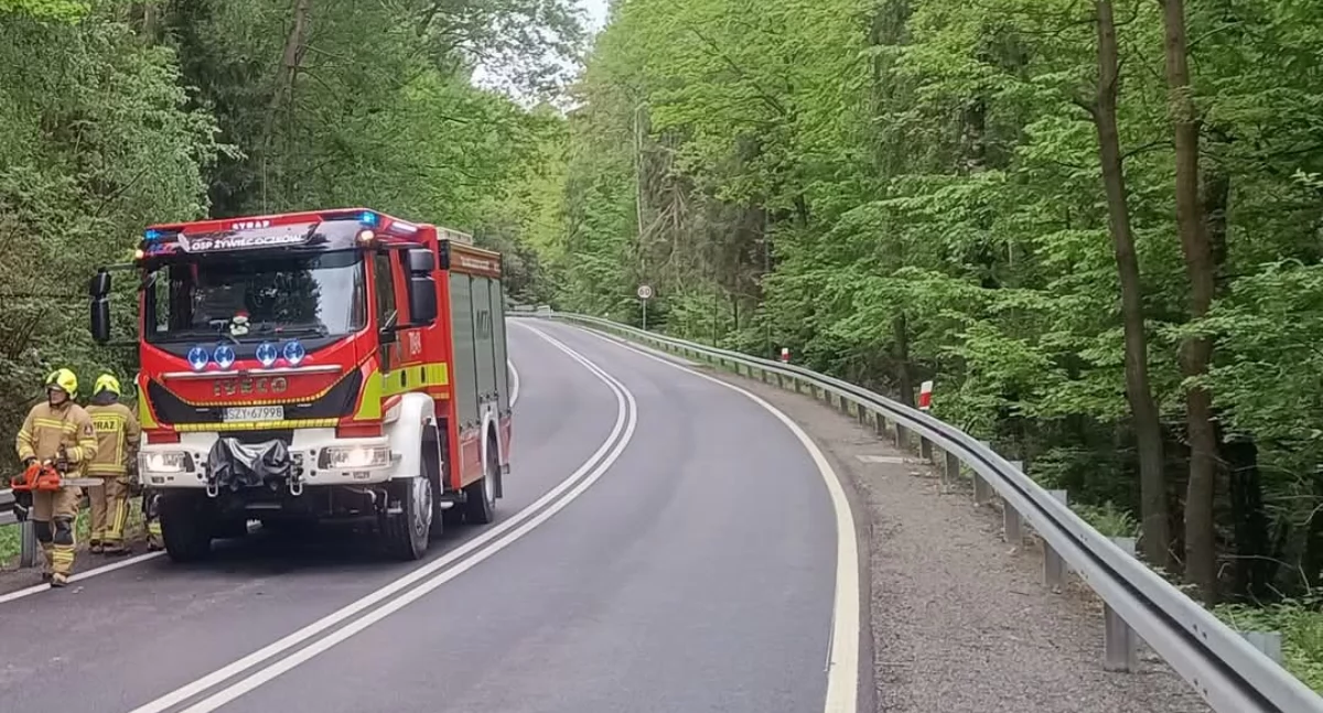 Nasze sprawy, Interwencja Oczków Powalone drzewo Wilczym Jarem - zdjęcie, fotografia