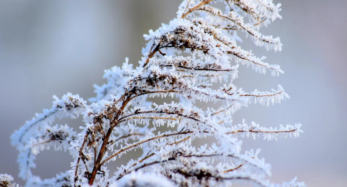 Nasze sprawy, Ostrzeżenie meteorologiczne Przymrozki - zdjęcie, fotografia