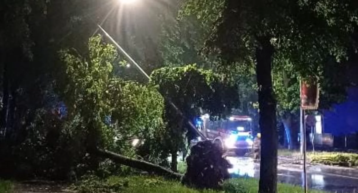 Z remizy, Żywiec Straż pożarna usuwa powalone drzewo chodniku Piłsudskiego - zdjęcie, fotografia