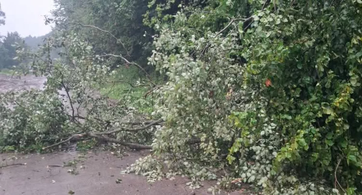 Z remizy, Powalone drzewo Ciścu szybka interwencja strażaków - zdjęcie, fotografia