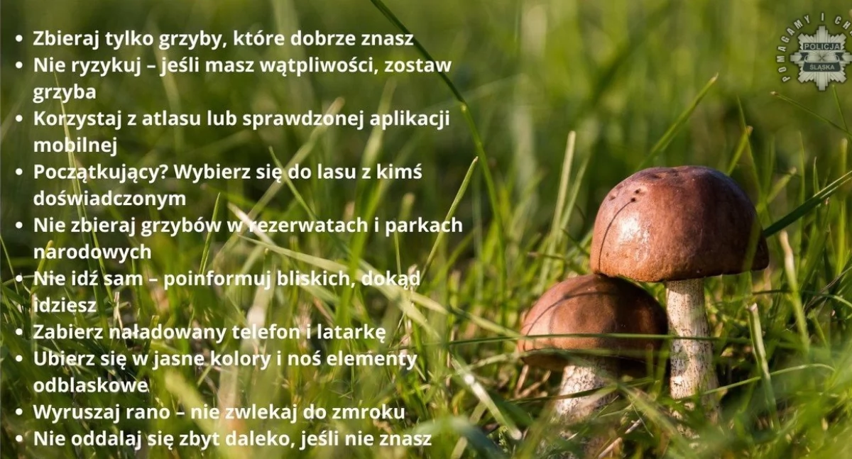 Nasze sprawy, Bezpieczne grzybobranie musisz pamiętać - zdjęcie, fotografia