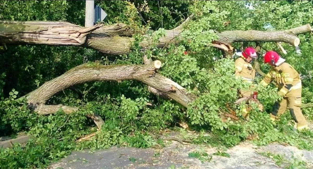 Z remizy, Strażacy apelują mieszkańców Sporysza przytnijmy gałęzie wspólnego bezpieczeństwa - zdjęcie, fotografia