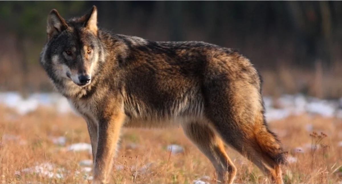 Wilki coraz bliżej zabudowań – apel o ostrożność!