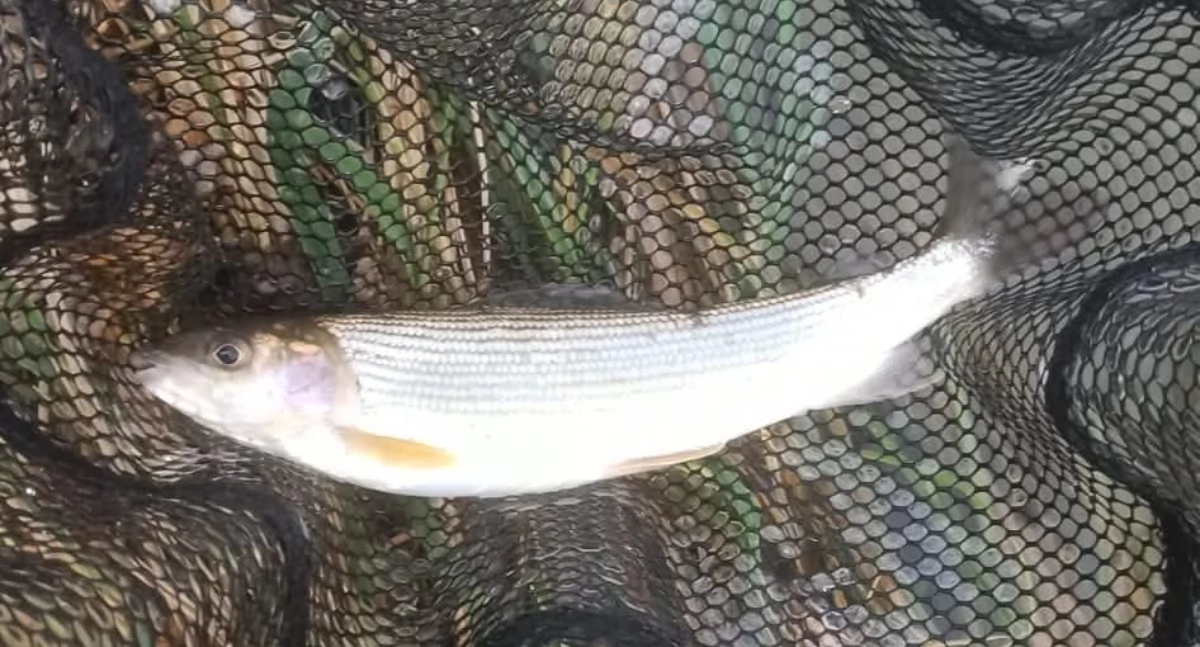 Nasze sprawy, Raport Społecznej Straży Rybackiej Powiatu Żywieckiego udane patrole pozytywne sygnały terenu - zdjęcie, fotografia