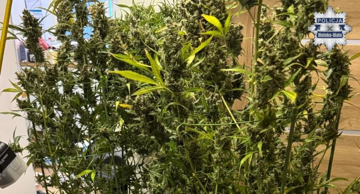 Nasze sprawy, Skuteczna akcja nowego wydziału bielskiej policji Zabezpieczono ponad narkotyków - zdjęcie, fotografia