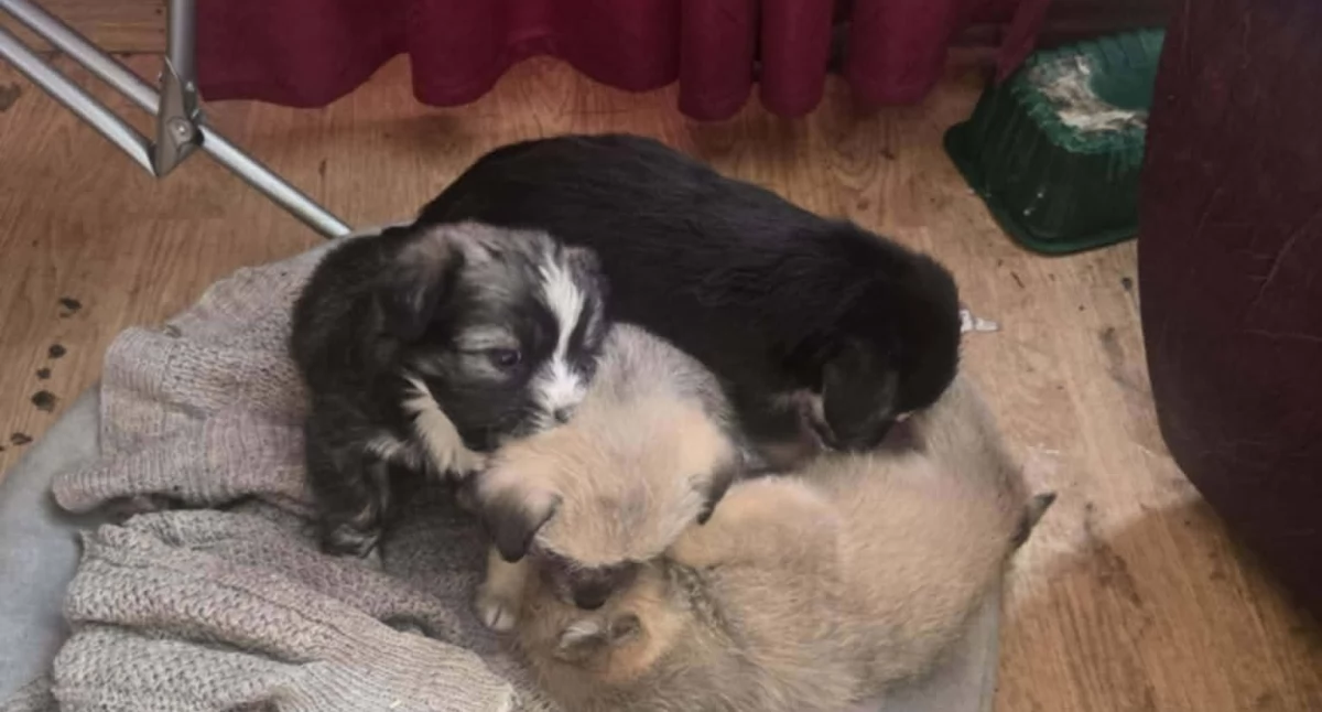 Zdj. OTOZ Aniimals Inspektorat Żywiec 