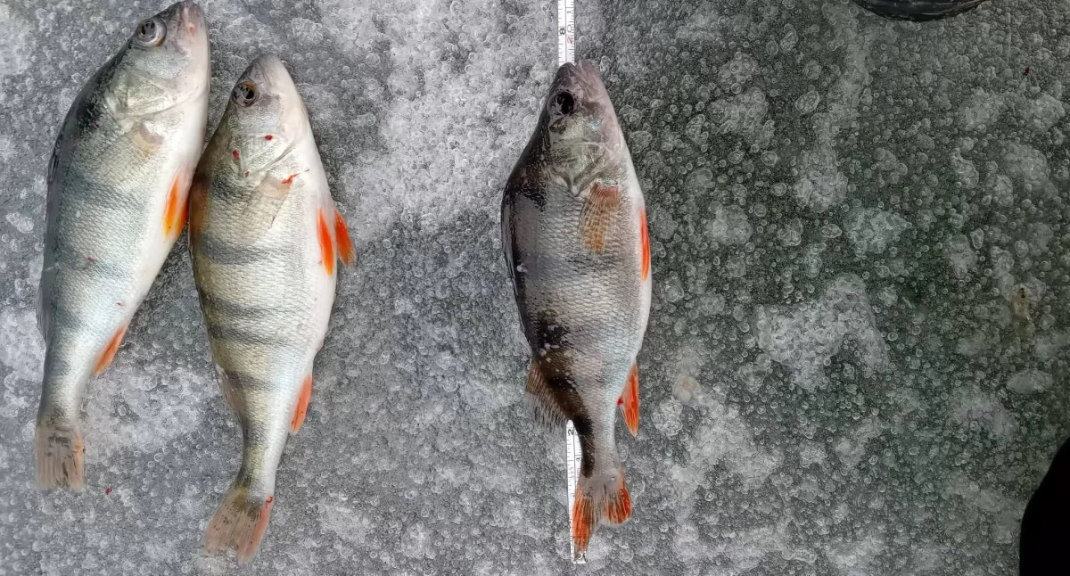 Nasze sprawy, Kolejne działania Strażników Żywiec wodami regionu - zdjęcie, fotografia