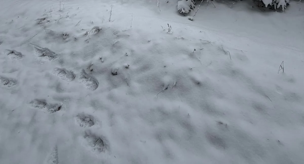 Zdj Regionalna Dyrekcja Ochrony Środowiska 