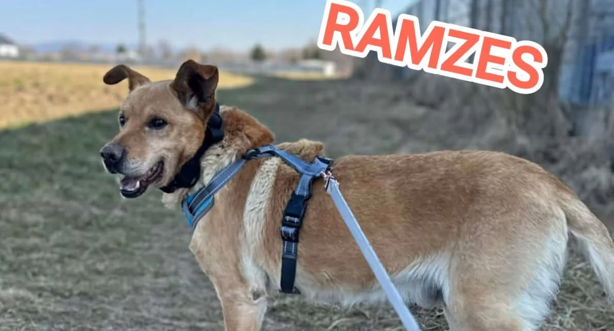 Nasze sprawy, Ramzes kolejny senior opieką Fundacji Futrzany - zdjęcie, fotografia