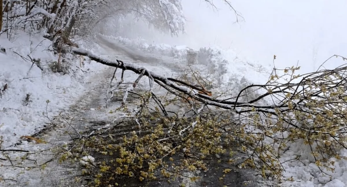 Zdj. Osp Pewel Wielka 