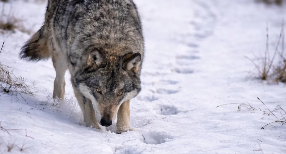 Nasze sprawy, Wilki zbliżają domów Koszarawie obserwacja mieszkańca - zdjęcie, fotografia