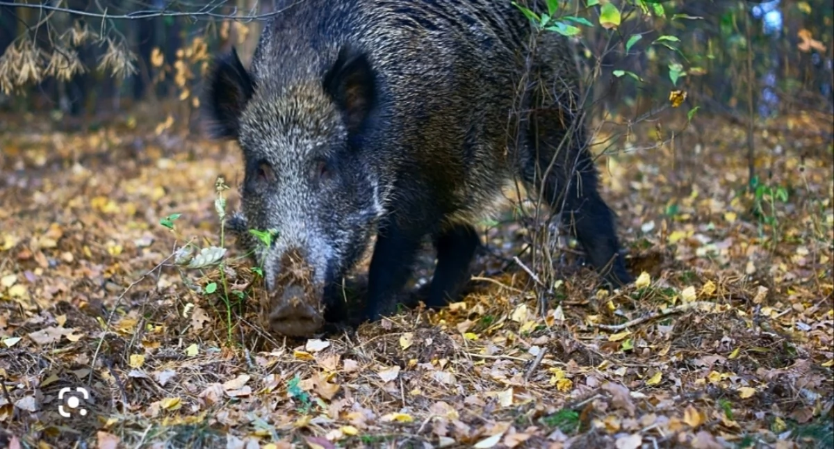 Nasze sprawy, Dziki problem rozwiązania Mieszkańcy powiatu żywieckiego tracą cierpliwość - zdjęcie, fotografia
