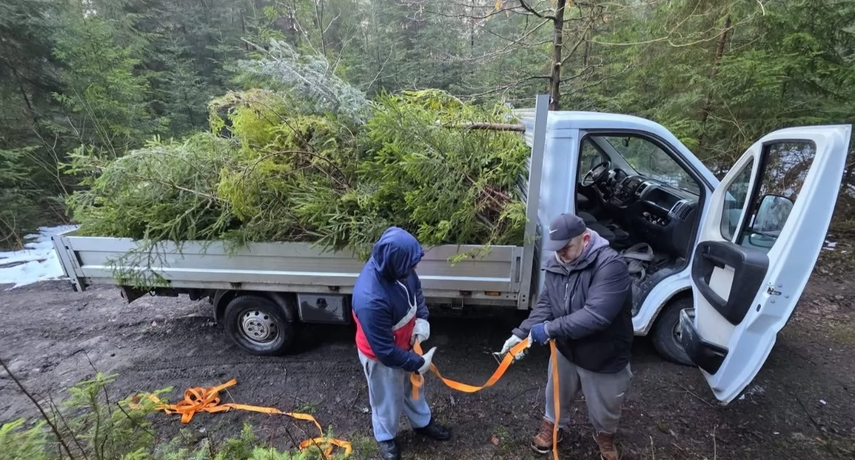 Nasze sprawy, Świerk niezwykłe połączenie trosce ekosystemy wodne - zdjęcie, fotografia