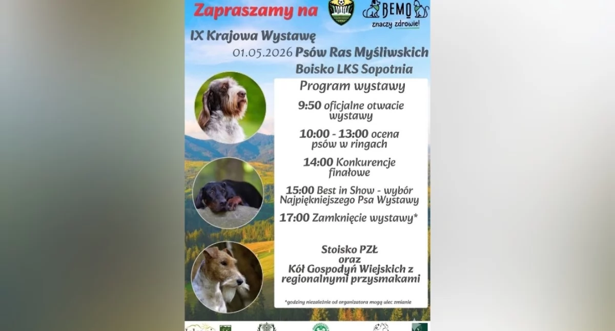 Rozrywka, Krajowa Wystawa Psów Myśliwskich Majówka Sopotni czworonogami - zdjęcie, fotografia