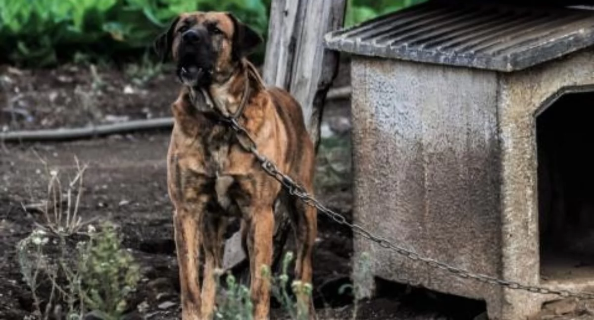 Nasze sprawy, Ochrona zwierząt domowych staje skuteczniejsza dzięki nowym regulacjom - zdjęcie, fotografia