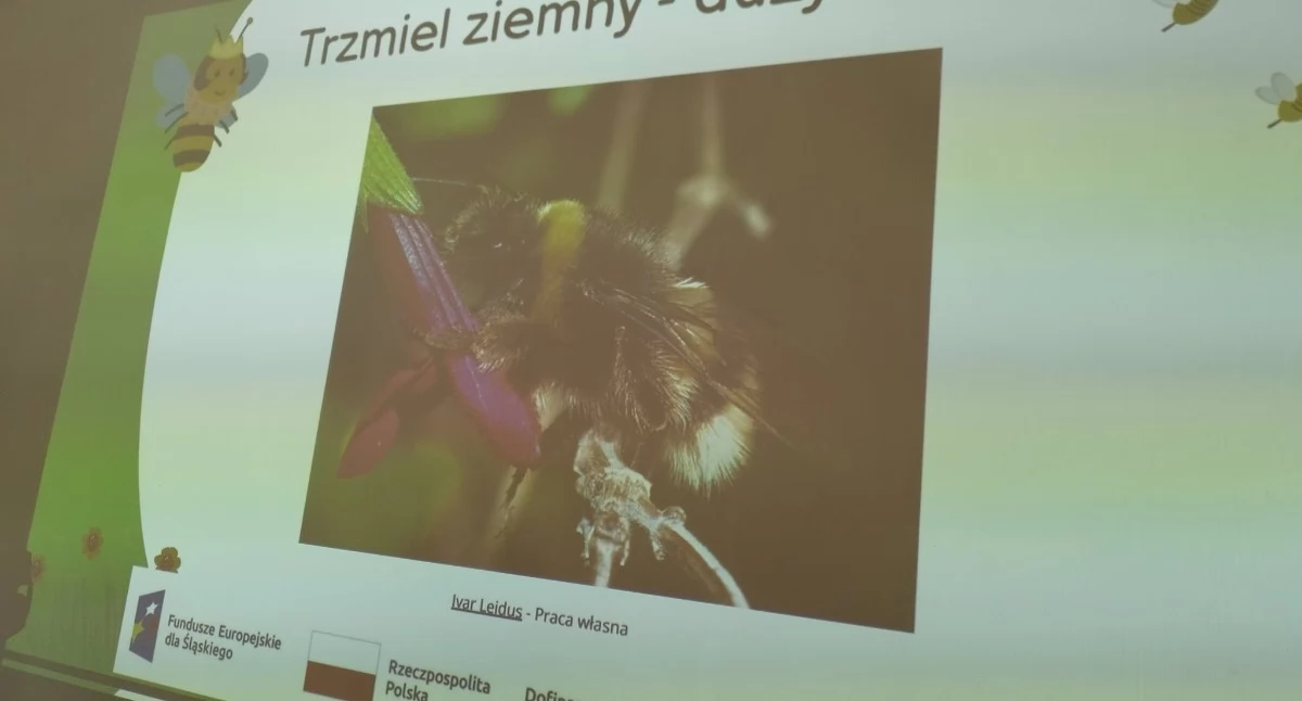 Zdj Szkoła Podstawowa nr 9