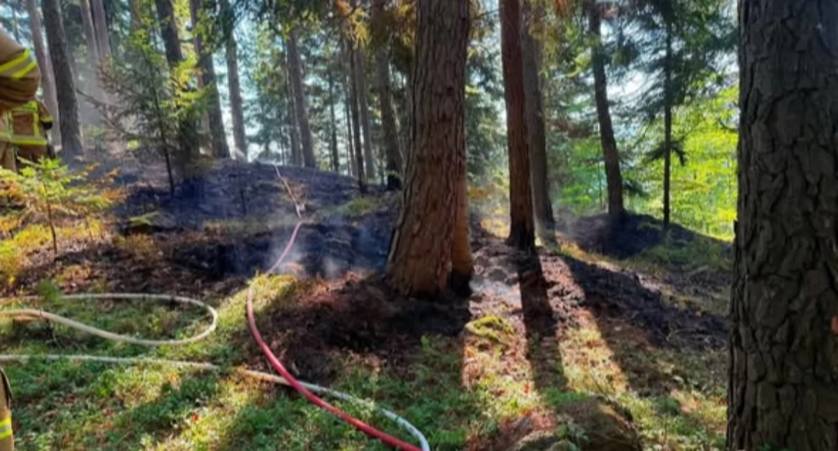Nasze sprawy, Heroiczna walka ogniem lesie ulicy Stromej Ciścu - zdjęcie, fotografia