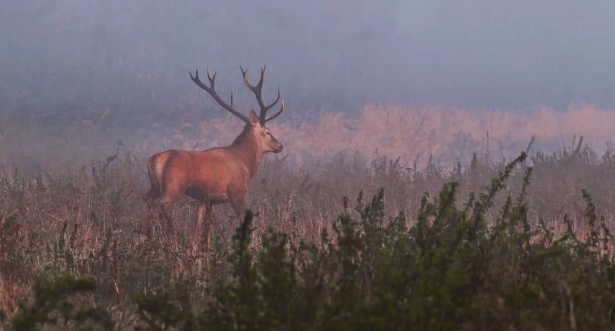 Nasze sprawy, Hubertus Powiatu Żywieckiego zapowiada wyjątkowe wydarzenie Żywcu - zdjęcie, fotografia