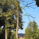 zdjęcie nr 9