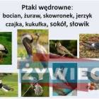 Fotka nr 2 z 3