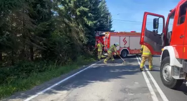 Powalone drzewo na ul. Wesołej w Pietrzykowicach