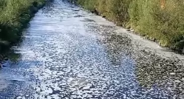 Piana na Sole – strażnicy z Koła PZW Zabłocie interweniowali