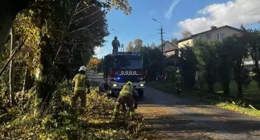 Powalone drzewo na ulicy Kościuszki – interwencja OSP Pietrzykowice