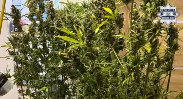 Skuteczna akcja nowego wydziału bielskiej policji. Zabezpieczono ponad 5 kg narkotyków