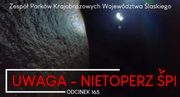 Uwaga! Nietoperz śpi!