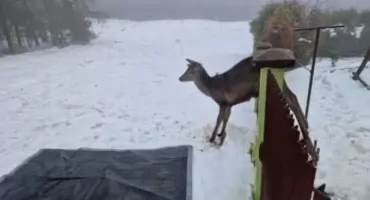 Skuteczna interwencja OSP Okrajnik – pomoc uwięzionej łani