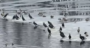 Dynamika wód i presja na ekosystem – obserwacje z terenu