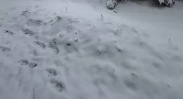 Wilk spłoszył się i uciekł. Oficjalne stanowisko RDOŚ w sprawie zdarzenia w Lalikach