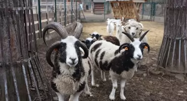 Mini Zoo w Żywcu zamknięte do 13 marca 2026 r. z powodu wysoce zjadliwej grypy ptaków