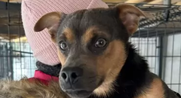 Pimpek szuka swojego miejsca na ziemi