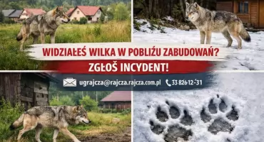 Widziałeś wilka w pobliżu zabudowań? Zgłoś incydent!