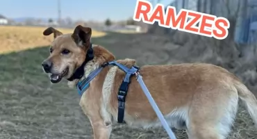 Ramzes – kolejny senior pod opieką Fundacji Futrzany Los