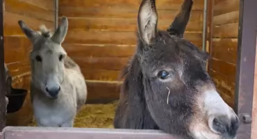 Mini Zoo znów otwarte dla odwiedzających! 