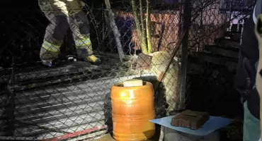 Uratowana sarenka z pułapki w Międzybrodziu Bialskim