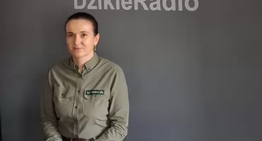 Rosnąca fala nielegalnych rajdów w żywieckich lasach Czy przyroda ma szansę się obronić