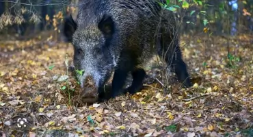 Dziki problem bez rozwiązania. Mieszkańcy powiatu żywieckiego tracą cierpliwość