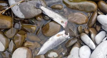 Strażnicy czuwają nad wodami powiatu żywieckiego