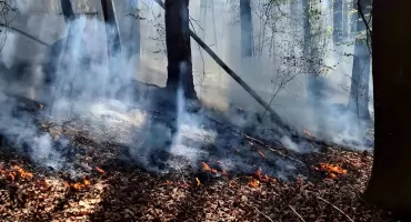 Pożar lasu w Łodygowicach utrudnił ratownikom działania gaśnicze