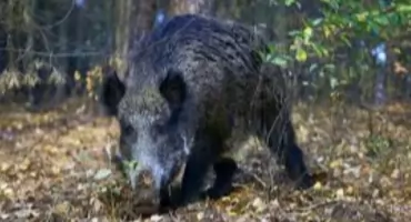 Rosnące zagrożenie dzikami w Łodygowicach samorząd reaguje i współpracuje z myśliwymi