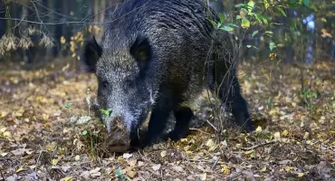 Łodygowice dołączają do walki z dzikami – zezwolono na odstrzał redukcyjny