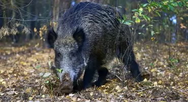 Dzikie zwierzęta w sąsiedztwie Gminy Łodygowice coraz częściej na radarze mieszkańców
